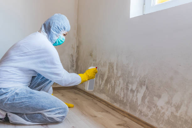 Licensed Mold Remediation service in Balm, FL - 24 Hour Mold Removal